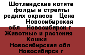 Шотландские котята фолды и страйты редких окрасов › Цена ­ 3 500 - Новосибирская обл., Новосибирск г. Животные и растения » Кошки   . Новосибирская обл.,Новосибирск г.